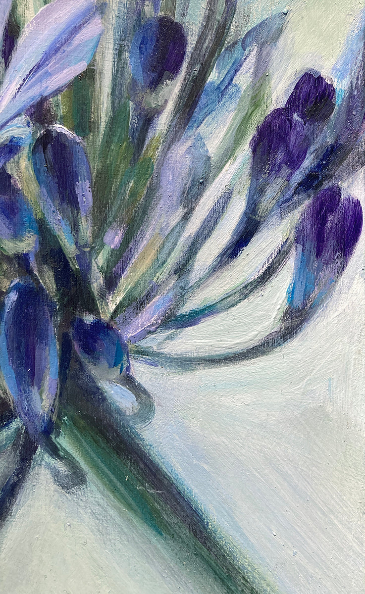 Agapanthus 3