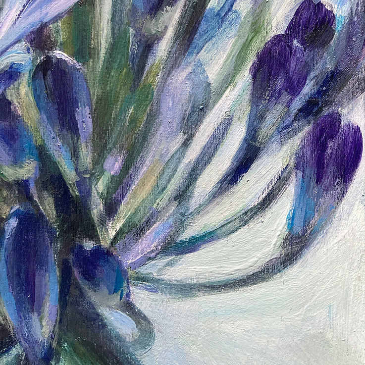 Agapanthus 3