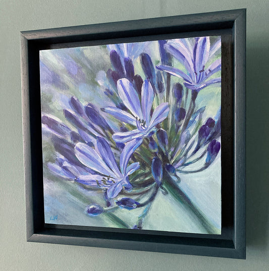 Agapanthus 3