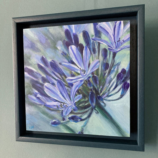 Agapanthus 3