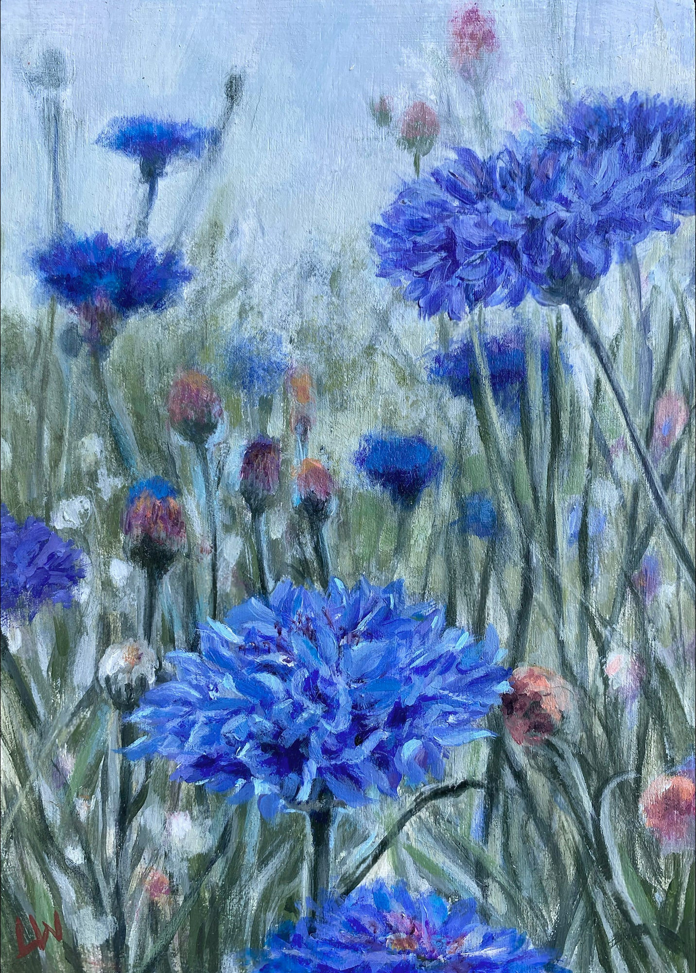 Cornflowers