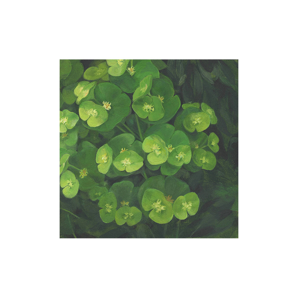 Euphorbia 1 Print
