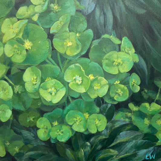 Euphorbia 3