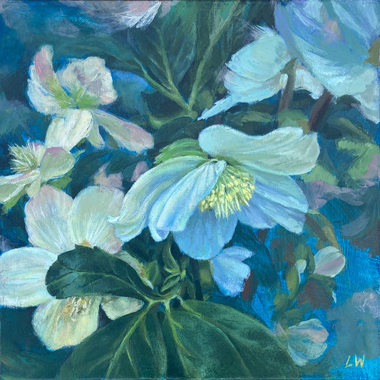 White Hellebore on Blue 1