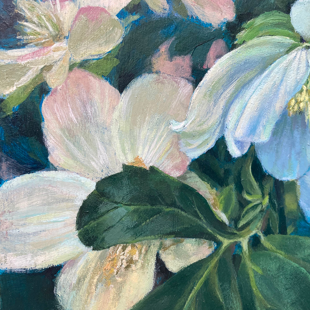 White Hellebore on Blue 1