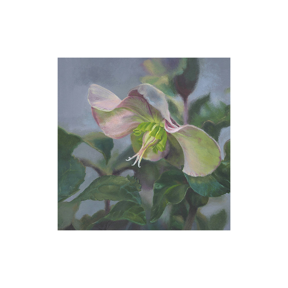 Botanical Prints, mounted
