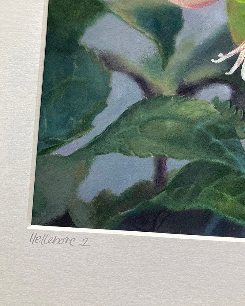 Hellebore 2 Framed Print