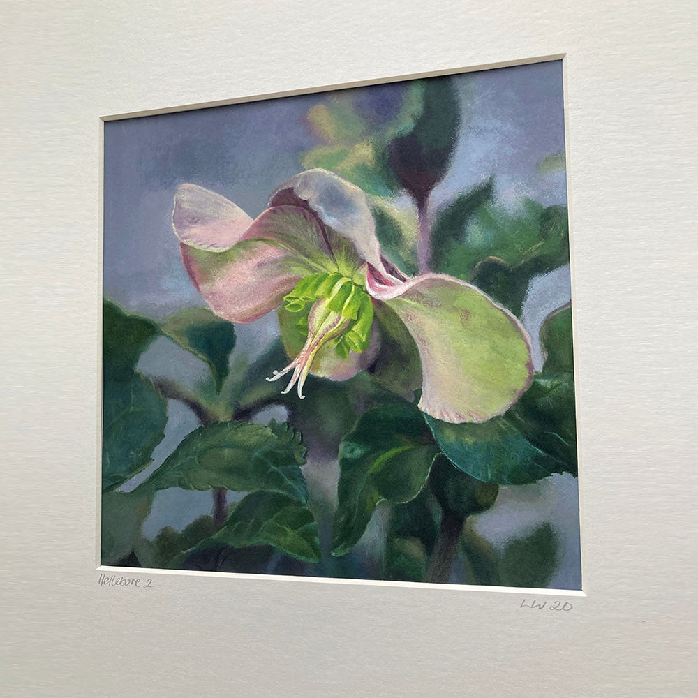 Hellebore 2 Framed Print