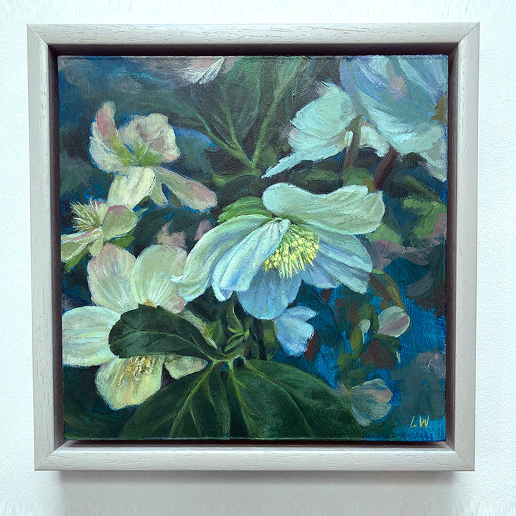 White Hellebore on Blue 1