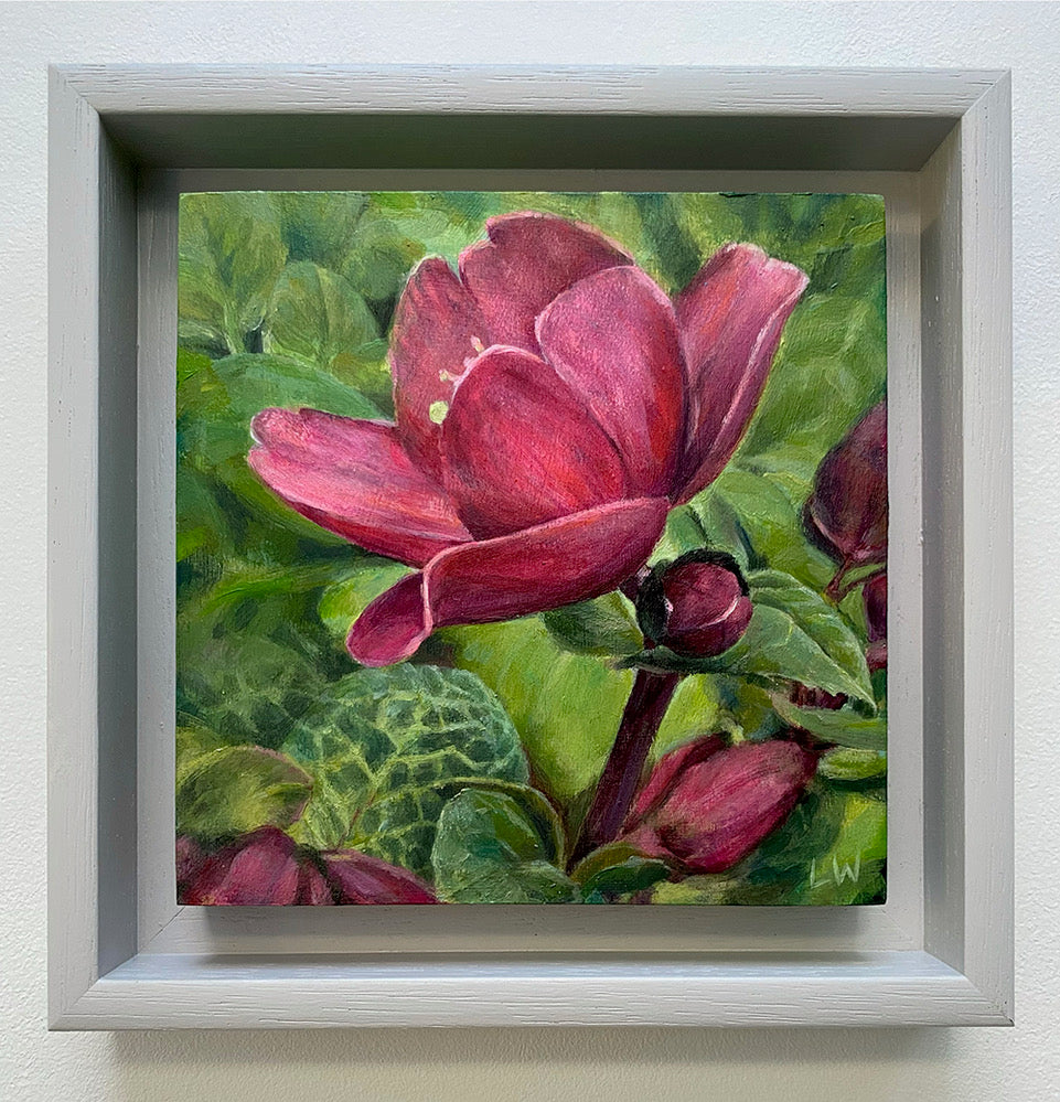 Hellebore series 2026 - Cerise