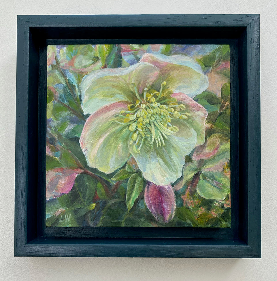 Hellebore series 2026 - White multi