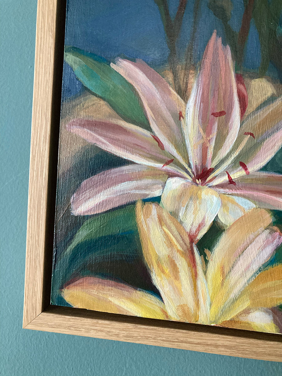 Lewisia