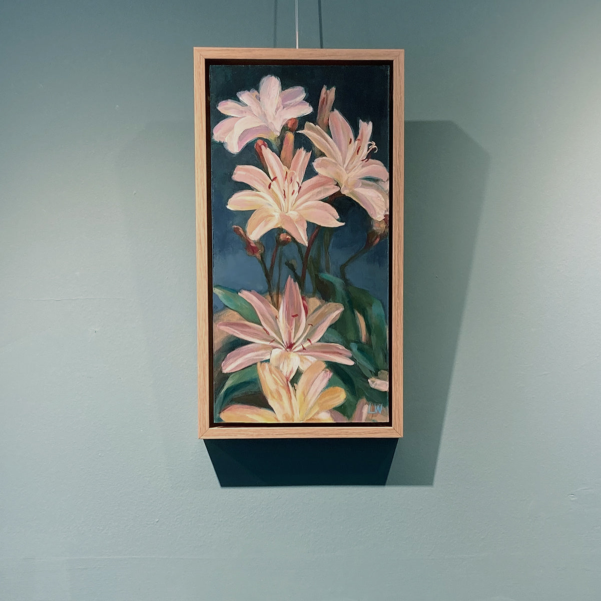 Lewisia