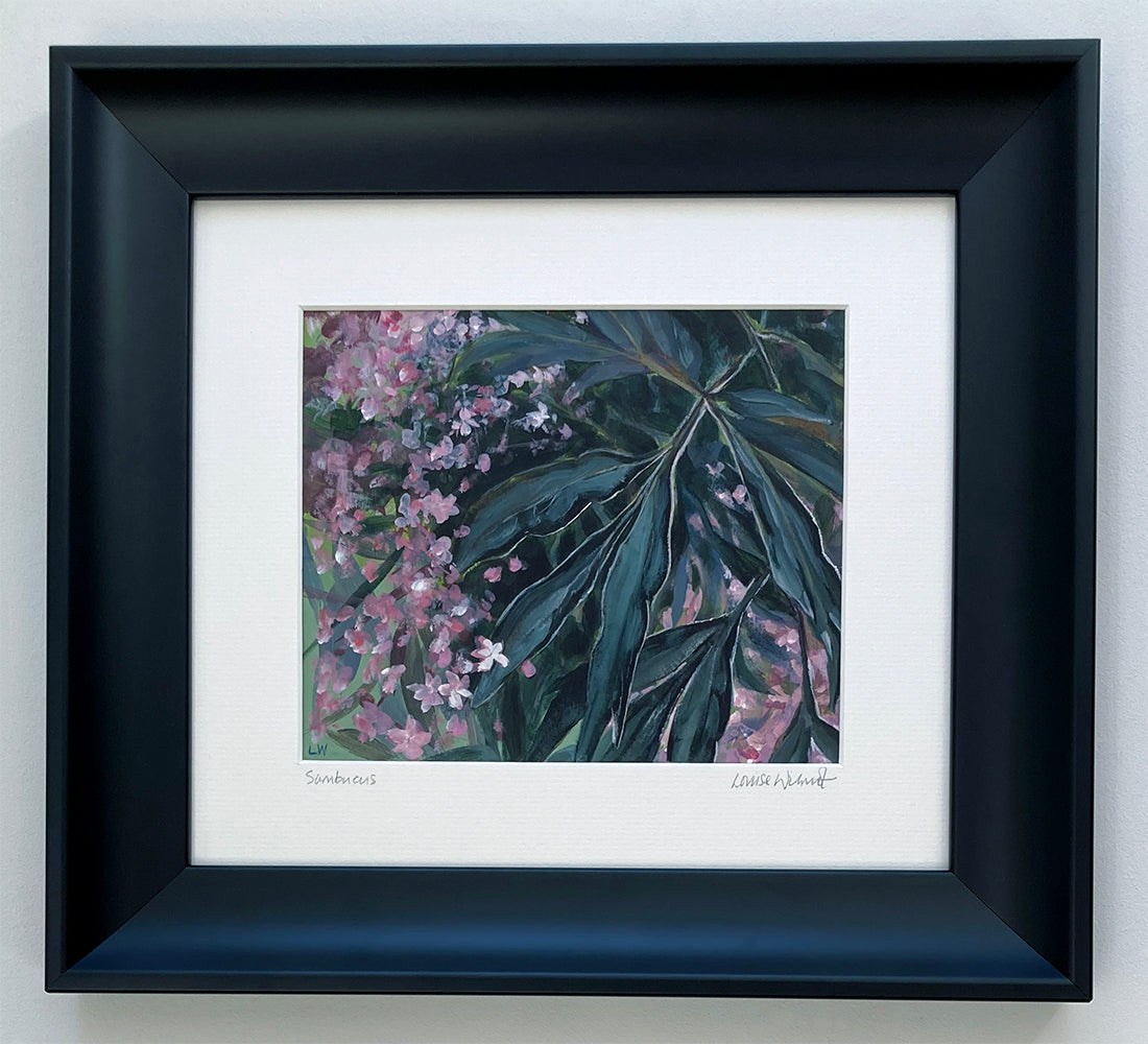 Sambucus