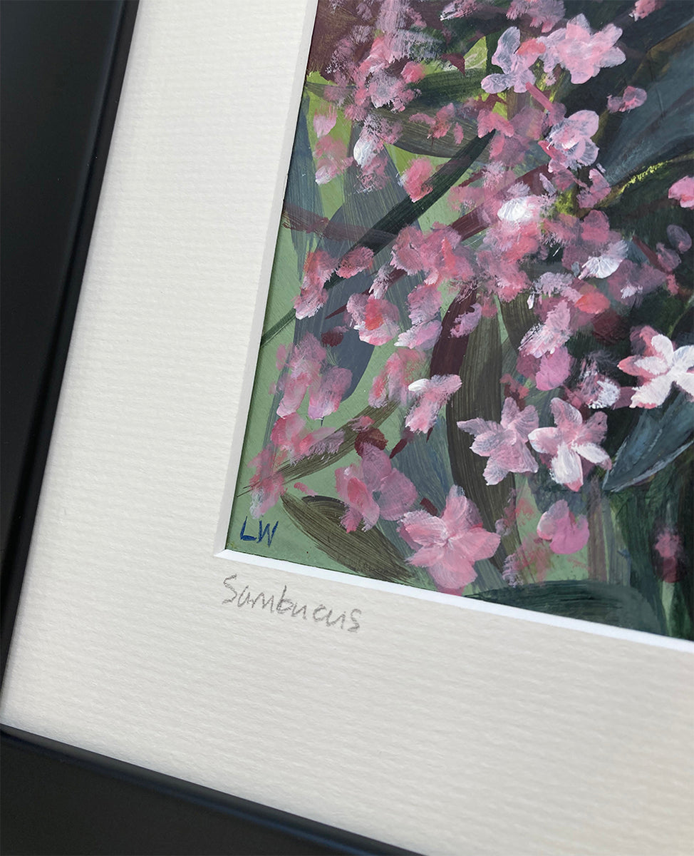 Sambucus