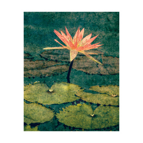 Water Lily by Lily Glover