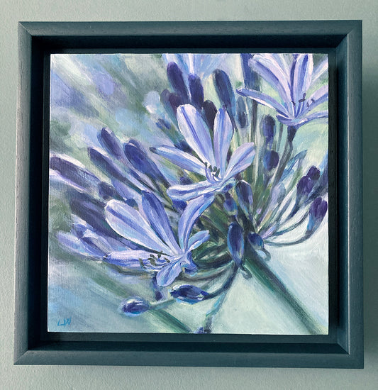 Agapanthus 3