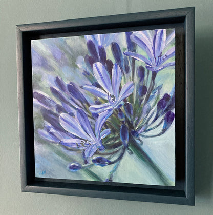 Agapanthus 3