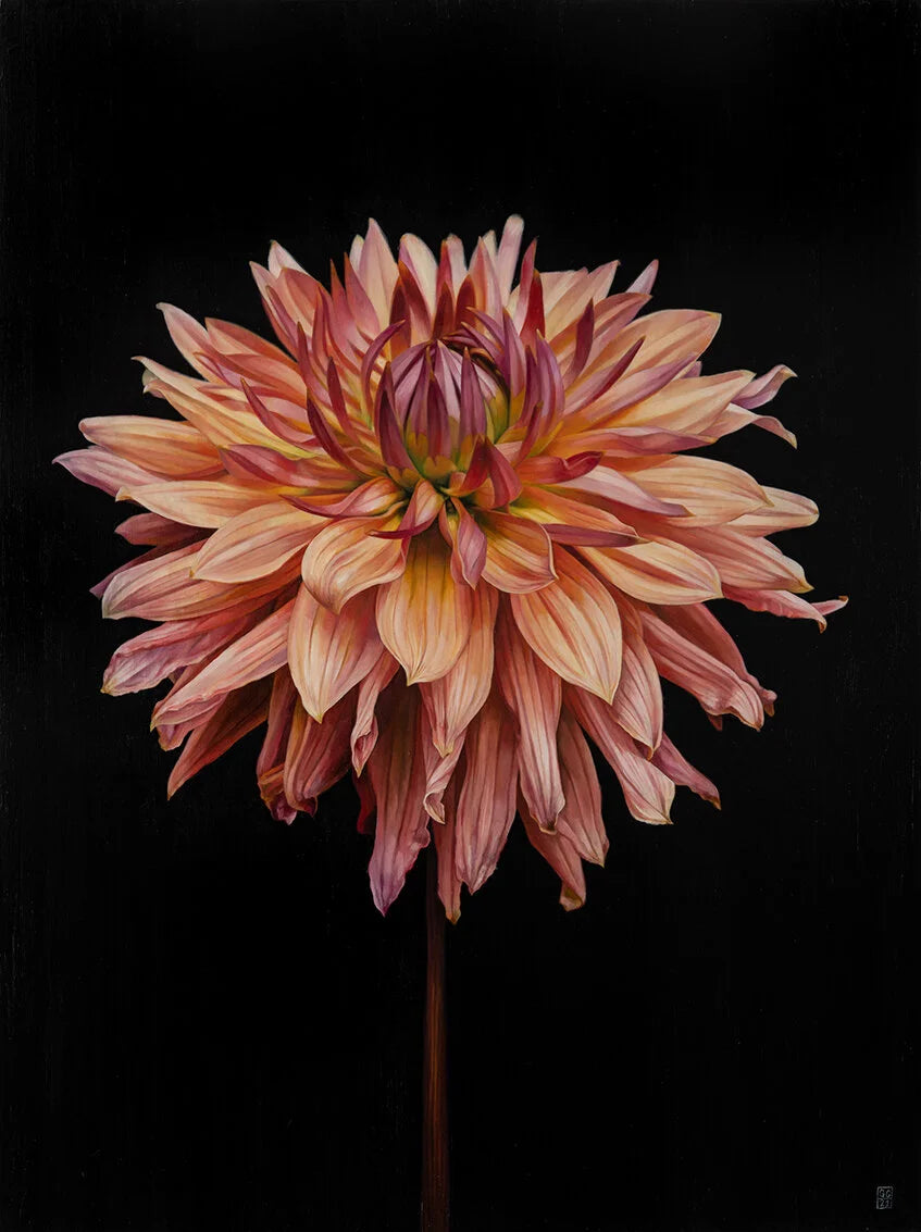 Dahlia on Black by Georgia Cox