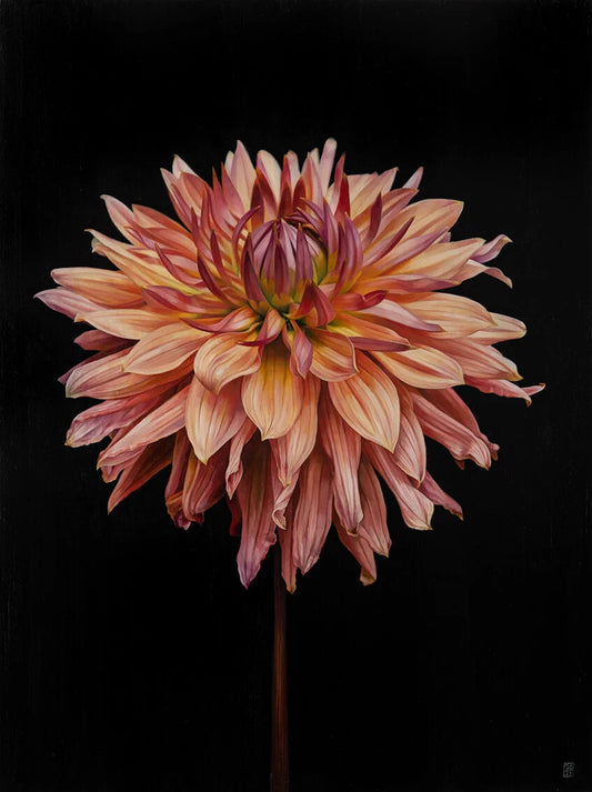 Dahlia on Black by Georgia Cox