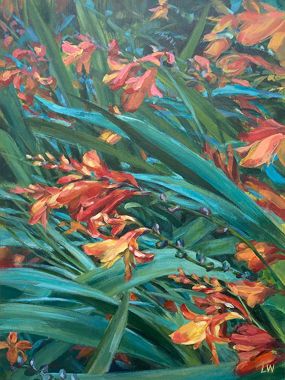 Croscosmia