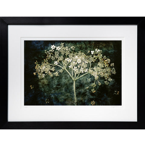 Elderflower Print by Lily Glover