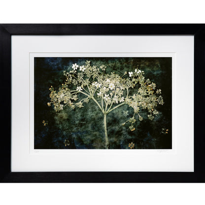 Elderflower Print by Lily Glover
