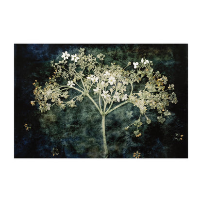 Elderflower Print by Lily Glover