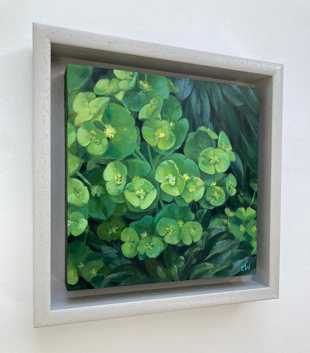 Euphorbia 3