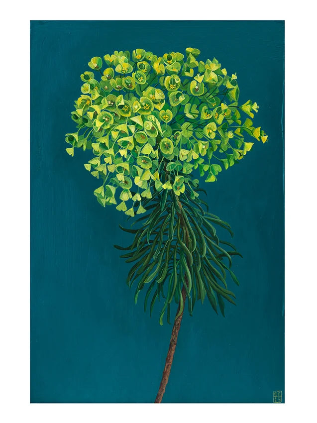 Euphorbia Print by Georgia Cox