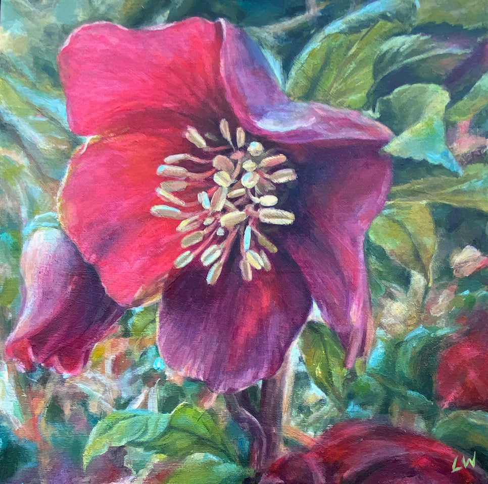 Hellebore series 2026 - Bright cerise