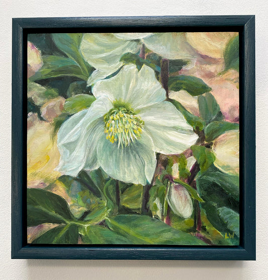 Hellebore series 2026 - White/green
