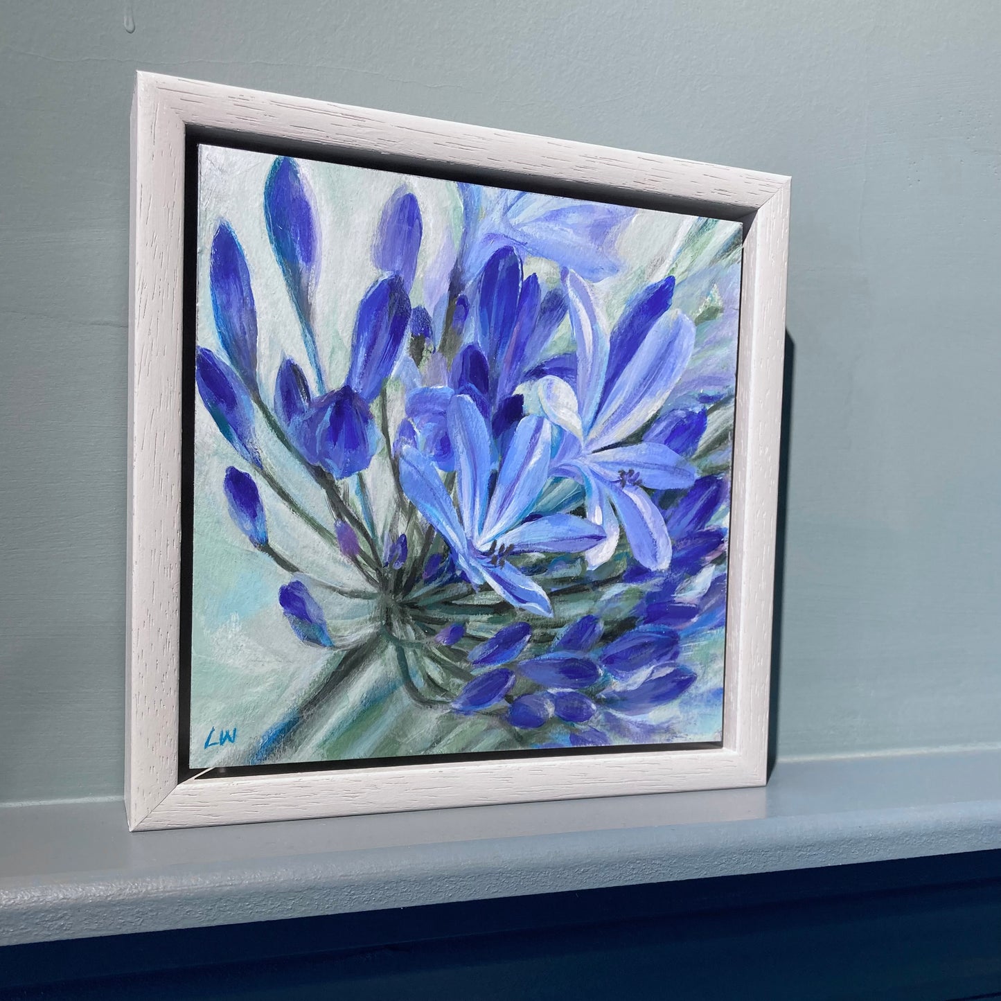 Agapanthus