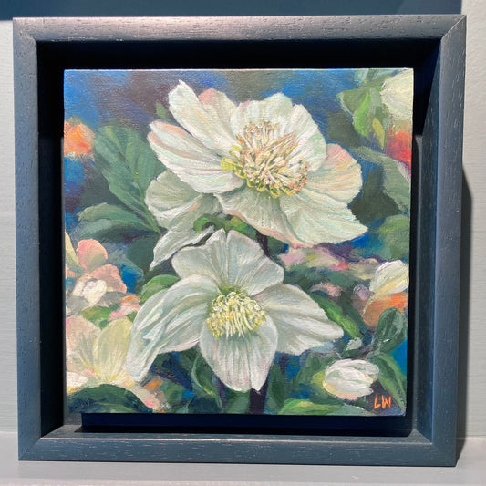 White Hellebore on blue 2