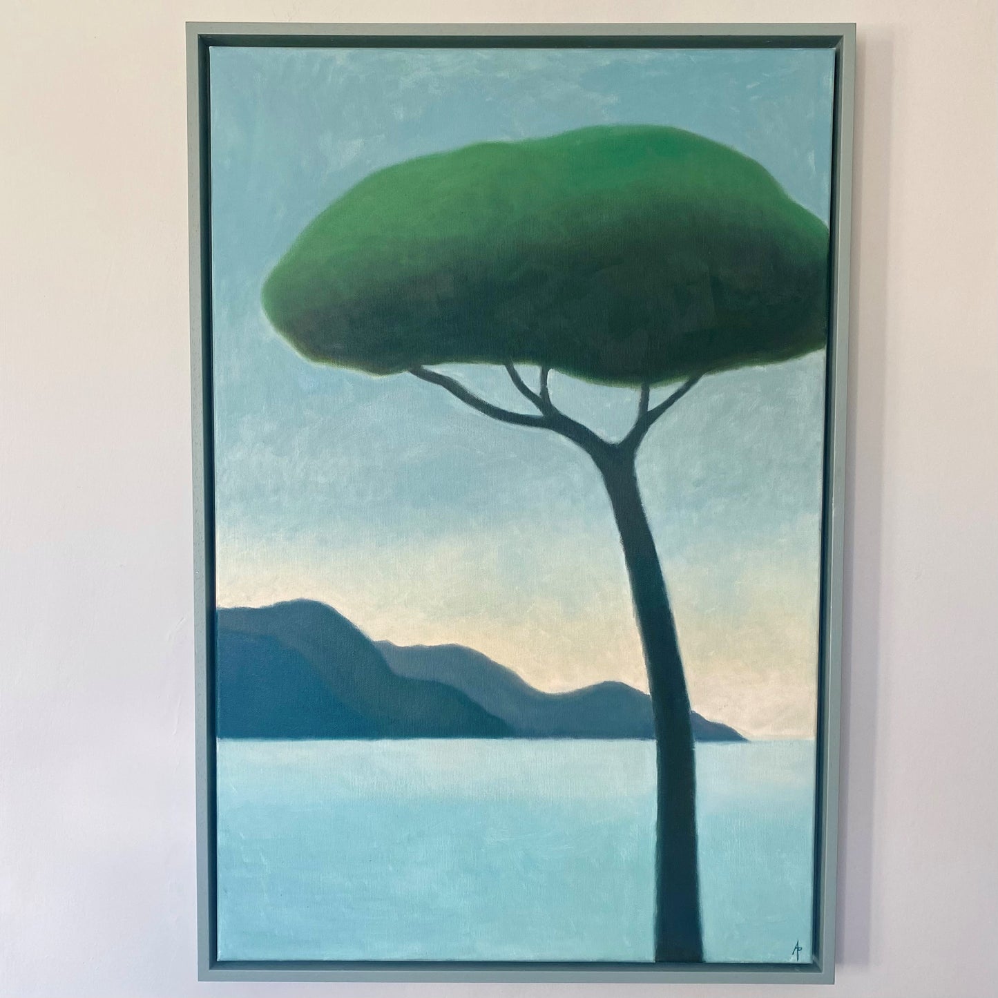 Parasol Pine