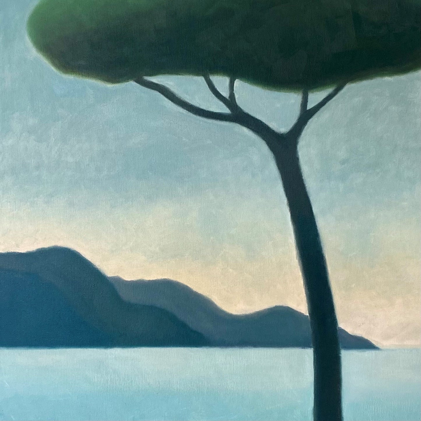 Parasol Pine