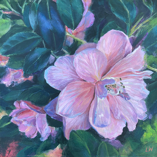 Pink Camelia