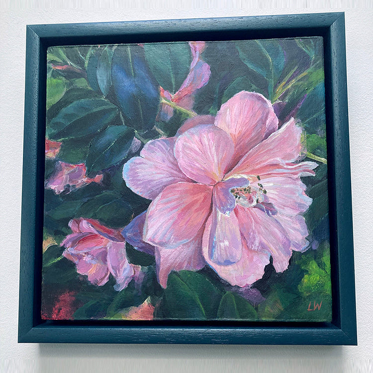 Pink Camelia