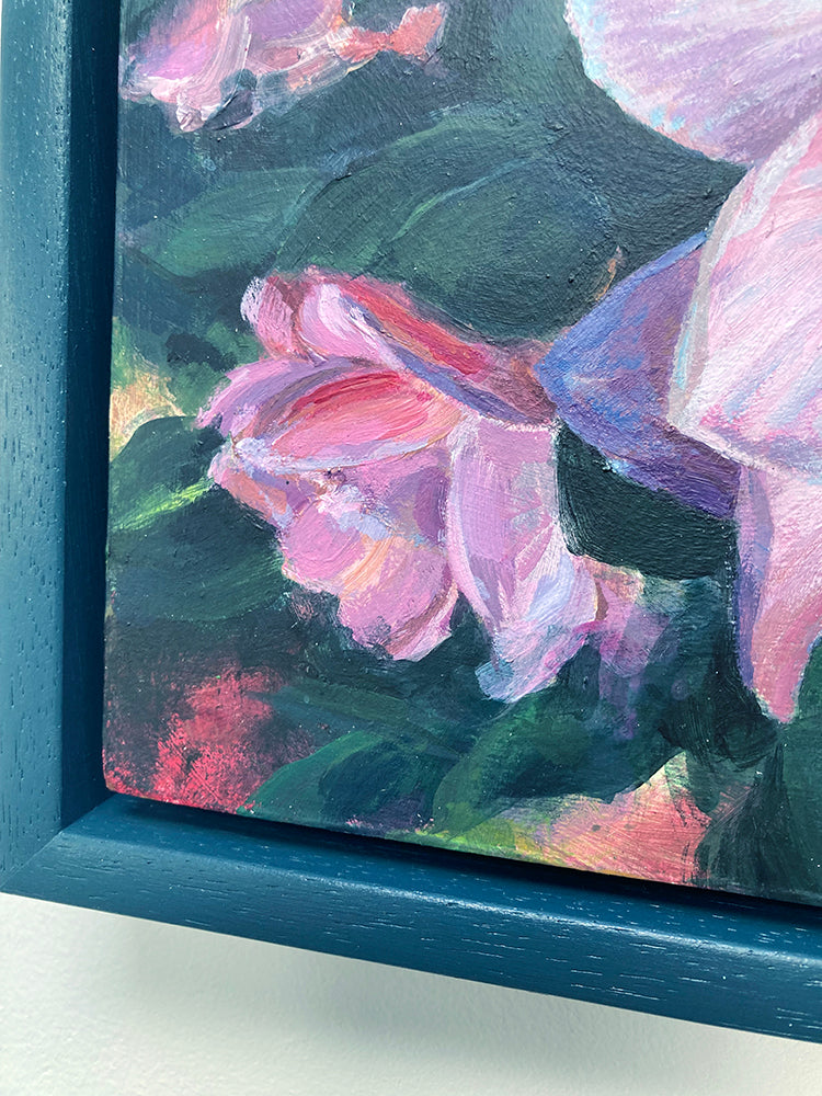Pink Camelia