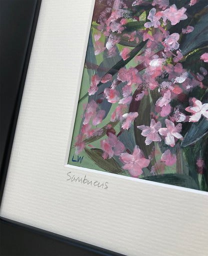 Sambucus