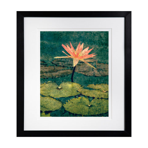 Water Lily by Lily Glover